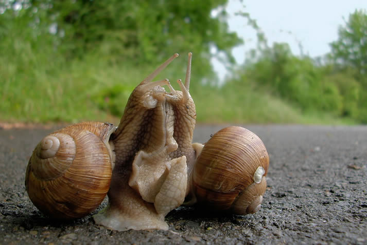 The snail 7