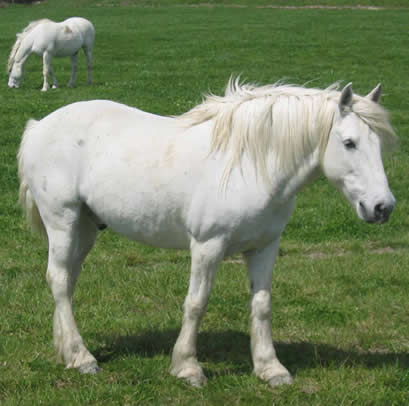 O Cavalo Camargue 1