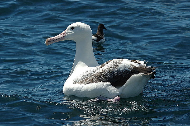 Albatross 15