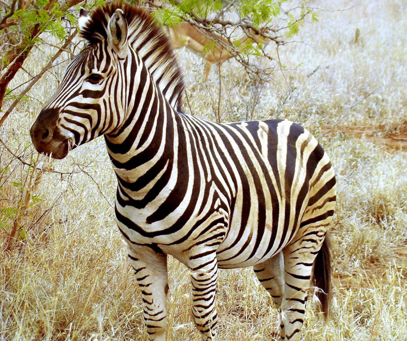 Wildes Zebra 11
