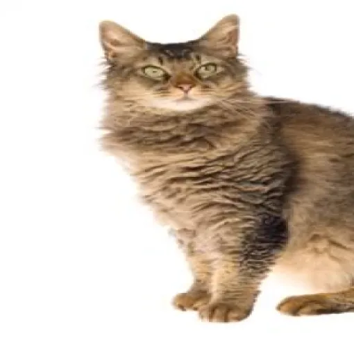 LaPerm Cat