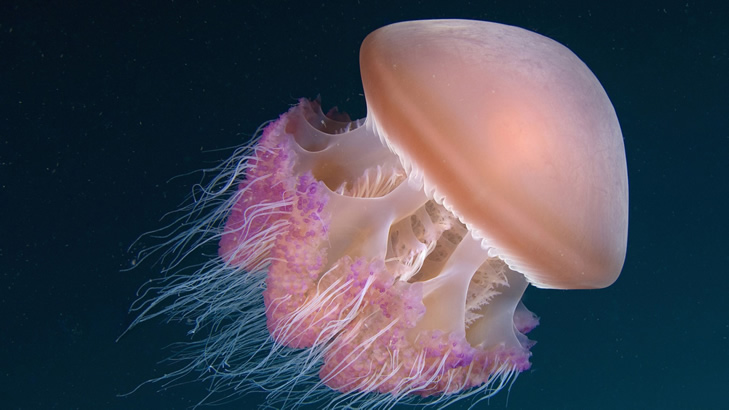 Sea jellyfish 8