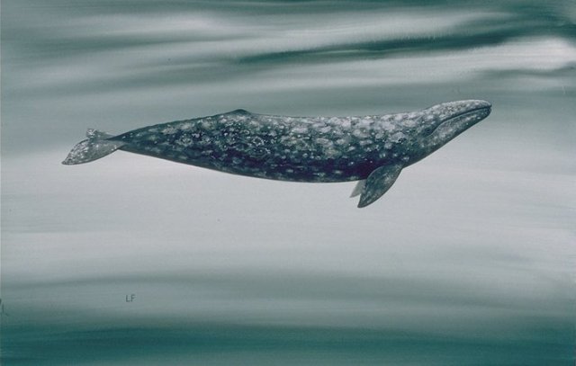 Gray Whale 9