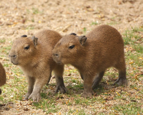 Capybara 8