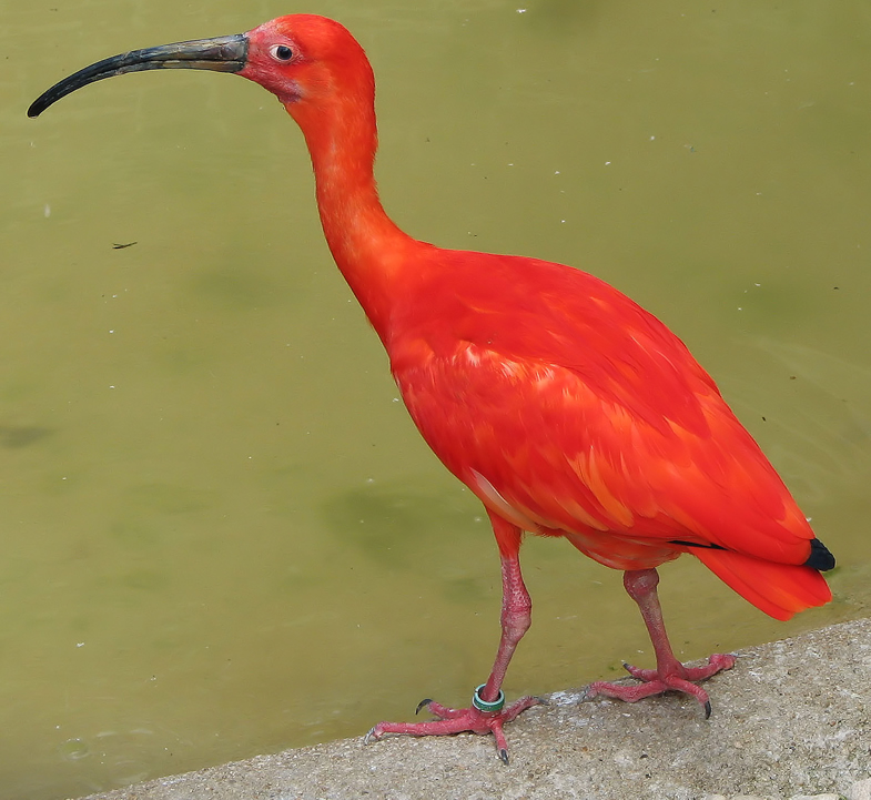 Roter Ibis 2