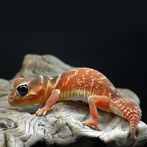 Gecko Levis