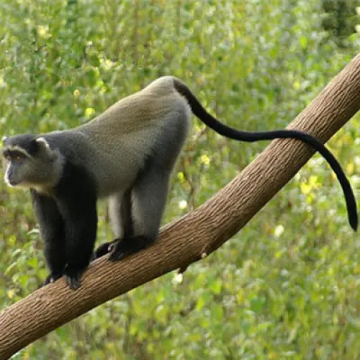 Macaco com diadema