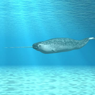 Narwhal 1
