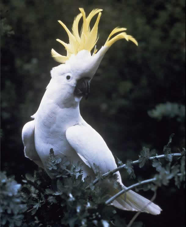 Der Schwefel-Galerit-Papagei 9