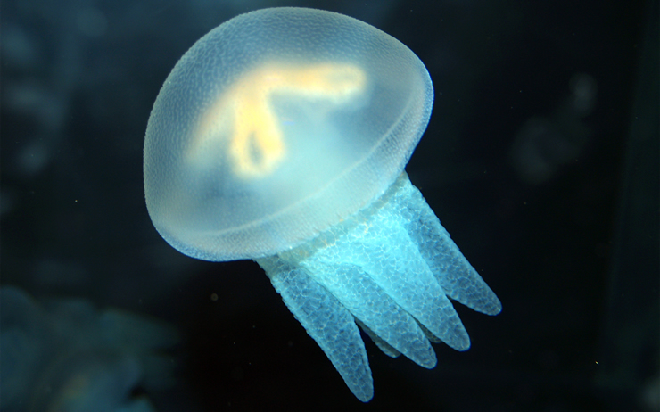 Sea jellyfish 10