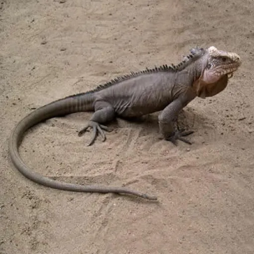 Iguana Karibia
