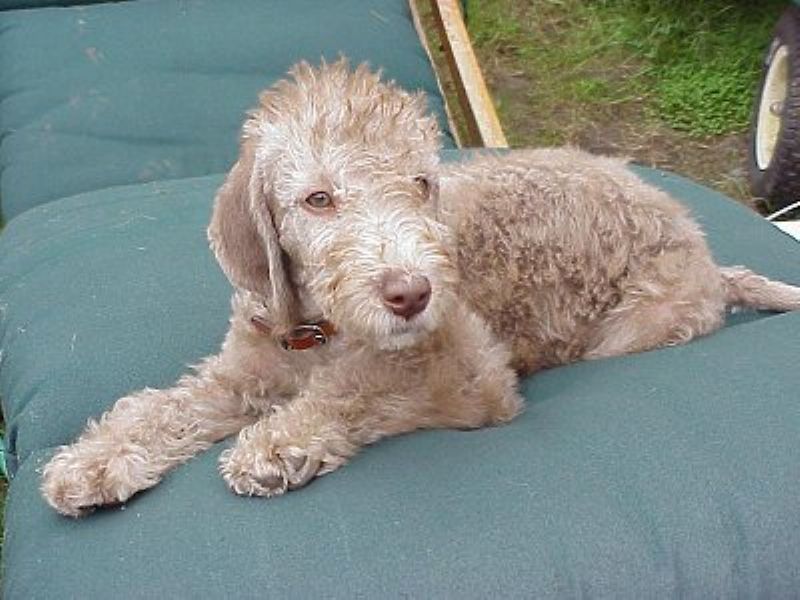 Bedlington Terrier 6