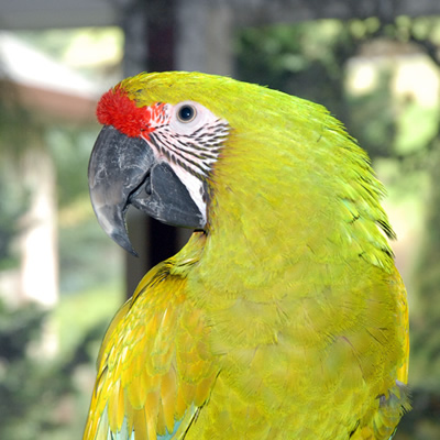 Der Große grüne Papagei 1