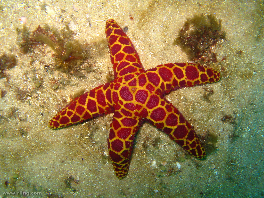 Starfish 19
