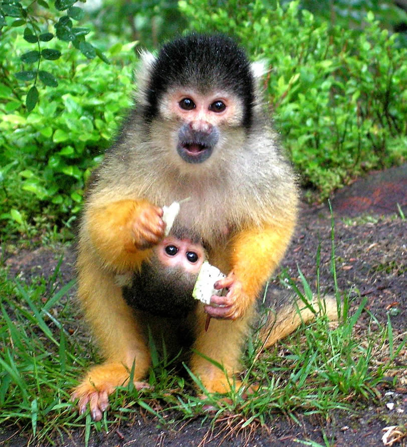 Esquilo-macaco 10