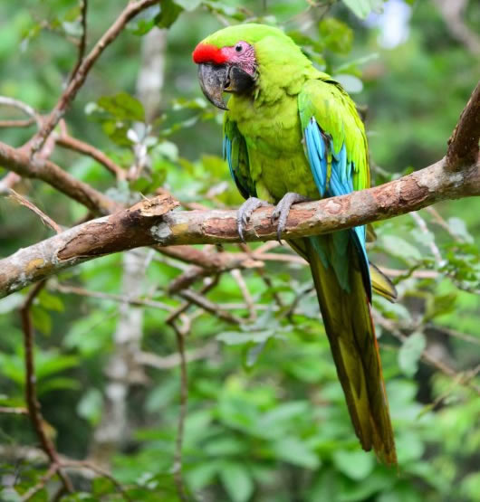Der Große grüne Papagei 5
