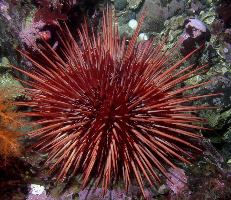 Sea urchins 10