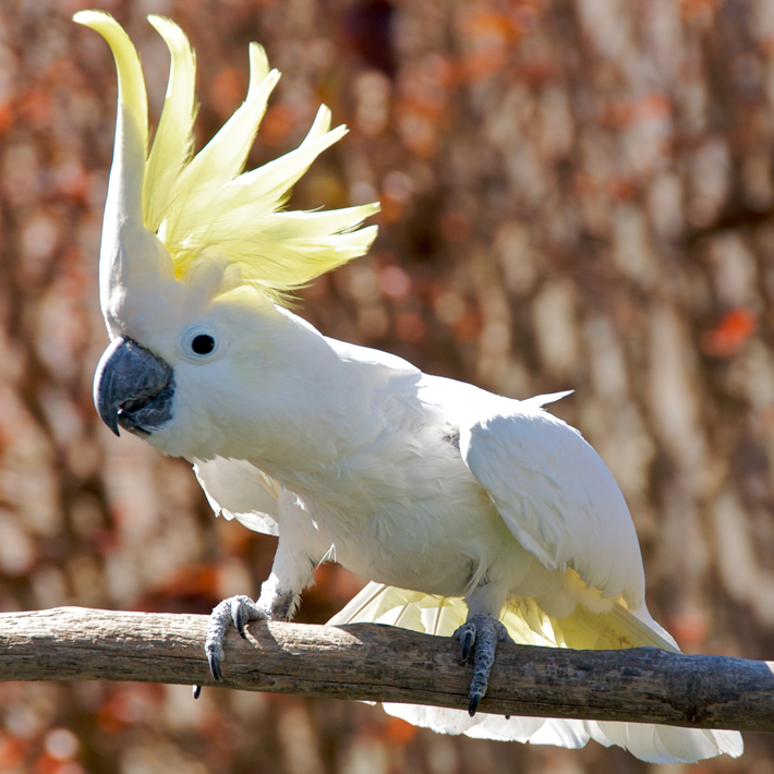 Der Schwefel-Galerit-Papagei 16