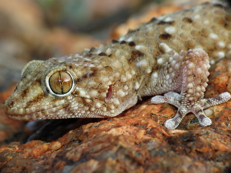 Bib Gecko 3