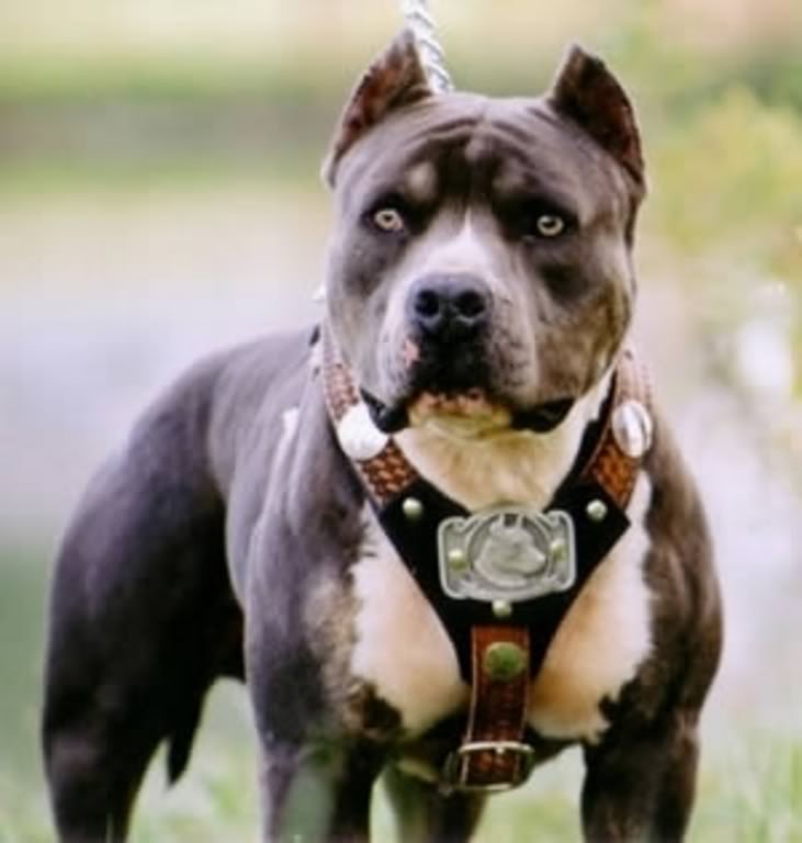 Raza: Pit Bull Terrier 10