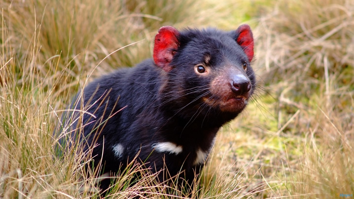 Der Tasmanische Teufel 3