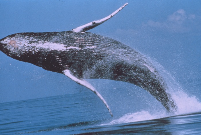 Humpback Whale 4