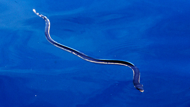 Serpente marinha 12