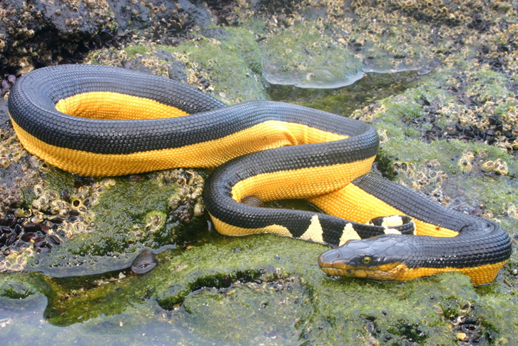 Serpente marinha 15