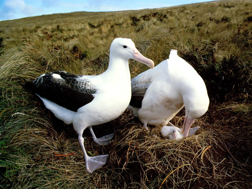 Albatross 17