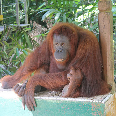 Orangotango 21