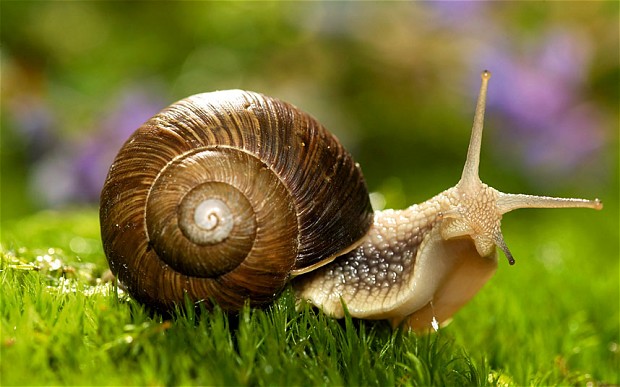 The snail 13
